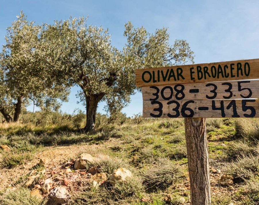 Olivar Ebroacero